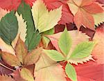 Autumn background - color leaves with red yellow brown and green color