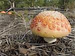Fly Agaric. In essence - toadstool