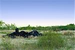 A pile of black tires located in a garbage dump