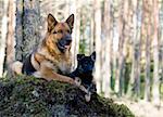 Germany Sheep-dog with puppy laying on the moss