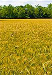 wheat harvest field  background