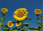 many yellow sunflowers in the fields on background of blue sky