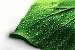 Fresh Water Drops on Green Plant Leaf
