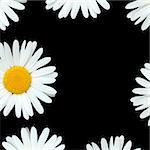 Abstract design of white ox eye daisy flowers forming a border and sat against a black background.