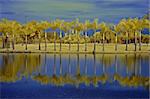 reflection of palm and tree in the lakes