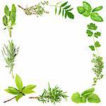 Organic herb border of bay leaves, lavender, sage, golden thyme, valerian, basil, coriander, common thyme, lemon balm, and rosemary. (Clockwise order) Set against a white background.