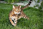 Close up of bengal cat in the grass in an interesting pose