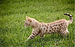 Bengal kitten stalking its prey through the grass