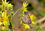 Monarch Butterfly gathering nectar from yellow flowers