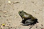 An American bullfrog on concrete