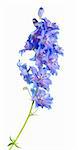 bright blue delphinium flowering spike, isolated