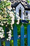 Blue picket fence with flowering bridal wreath shrub and residential house