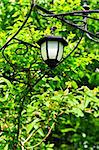 Wrought iron arbor with lantern in lush green garden