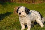 Sweet dog is standing on grass in the sun