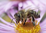 honeybee on the autumn flower