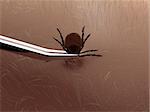 3d rendered illustration of a tick on the skin