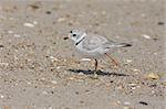 Endangered Piping Plover (Charadrius melodus) on a beach