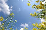 Yellow rape and blue and cloudy sky.