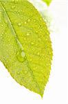 Close Up Leaf & Water Drops with Narrow dof.