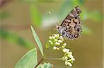 American Painted Lady Butterfly (Vanessa virginiensis) on milkweed flowers