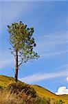 Lonely tree against blue sky.