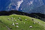 Sheep on Top in the Alps - Seefelder Spitze ( 2220 m),  Austria.