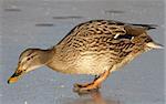 Mallard on the ice.