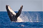 A Humpback whale breach in the hervey bay Australia