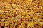 gold maple fallen leaves background