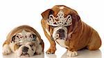 two english bulldogs wearing tiara isolated on white background