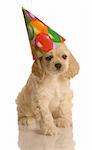 american cocker spaniel puppy wearing cute birthday hat