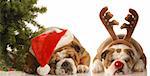 bulldog santa and bulldog rudolph under christmas tree