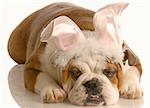 english bulldog laying down dressed up as easter bunny