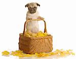 pug puppy in basket with autumn leaves isolated on white background