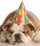 english bulldog wearing birthday party hat isolated on white background