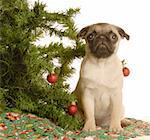 cute fawn pug puppy under christmas tree