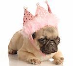 cute fawn pug puppy wearing pink tiara isolated on white background