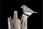 Dark-eyed Junco (junco hyemalis) on a stump with a black background