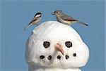 Tufted Titmouse (baeolophus bicolor) and Black-capped Chickadee (poecile atricapilla) on a snowman