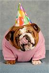 english bulldog with pink shirt and birthday hat with tongue sticking out - delicious thoughts