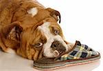 english bulldog resting with a favorite pair of slippers