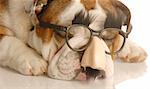 english bulldog wearing funny groucho marx glasses