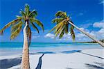 two coconut palms on white paradise beach with turquoise water (caribe)