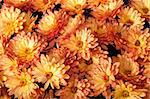 Beautiful orange chrysanthemum flower autumn vivid background