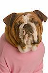 portrait of english bulldog wearing pink shirt isolated on white background