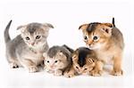 Kittens in studio  on a neutral background