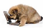 Puppy of the spitz-dog with phone