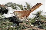 Brown Thrasher (Toxostoma rufum) in winter on a spruce branch covered with snow