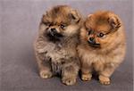 Two puppies of the purebred spitz-dog