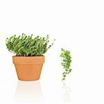 Thyme herb growing in a terracotta pot with a specimen leaf sprig, over white background.